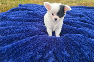 Peter - Chihuahua for sale