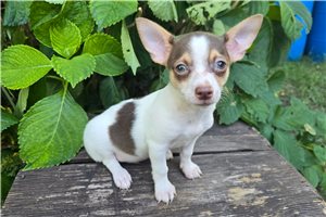 Sinbad - Chihuahua for sale