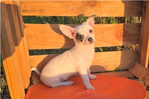 Paul - Chihuahua for sale