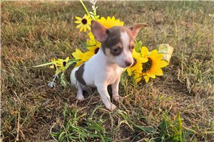 Sinbad - Chihuahua for sale