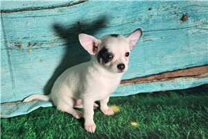 Paul - Chihuahua for sale