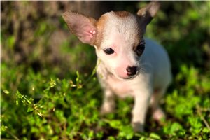 Desmond - Chihuahua for sale
