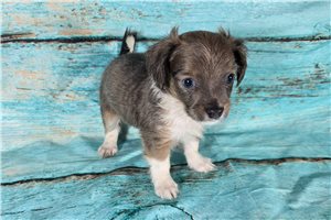 Alex - Chihuahua for sale