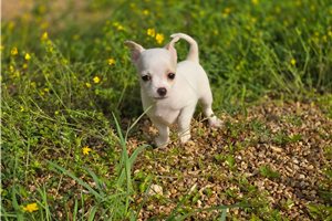 Diana - Chihuahua for sale