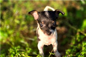 Dallas - Chihuahua for sale