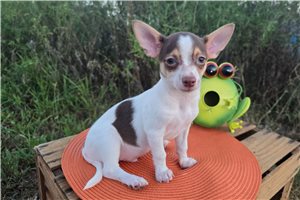 Sinbad - Chihuahua for sale