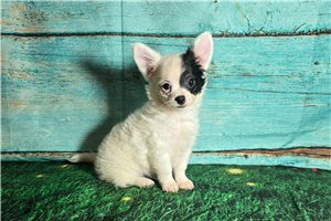 Peter - Chihuahua for sale