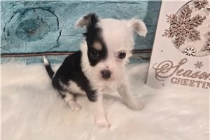 Dawn - puppy for sale