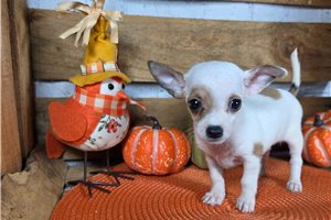Johnny - Chihuahua for sale