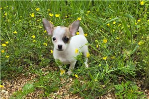 Desmond - Chihuahua for sale