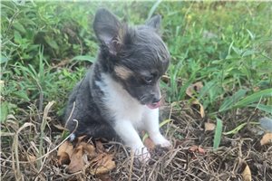Sloan - Chihuahua for sale