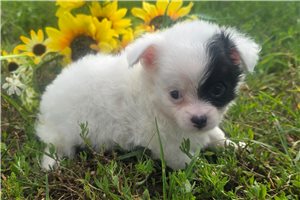 Peter - Chihuahua for sale