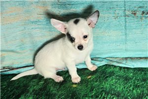 Paul - Chihuahua for sale