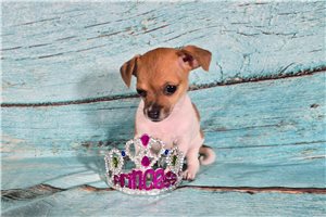 Addison - Chihuahua for sale