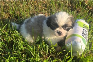 Brock - Pekingese for sale