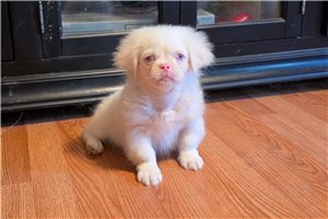 Casper - Pekingese for sale