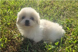 Bryer - Pekingese for sale