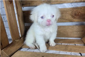 Casper - Pekingese for sale