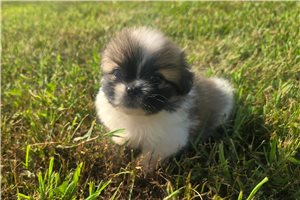 Bryce - Pekingese for sale
