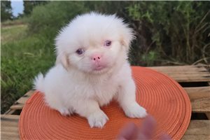 Casper - Pekingese for sale