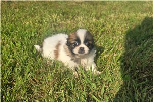 Betty - Pekingese for sale
