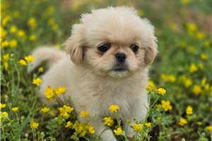 Edgar - puppy for sale