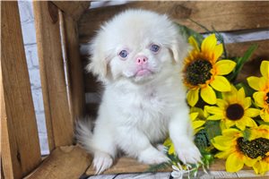 Ghost - Pekingese for sale