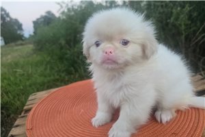 Ghost - Pekingese for sale