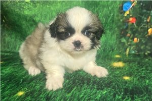 Brock - Pekingese for sale
