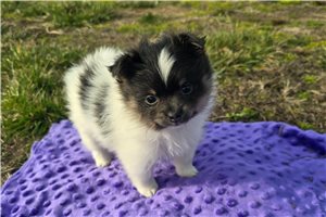 Gianna - puppy for sale