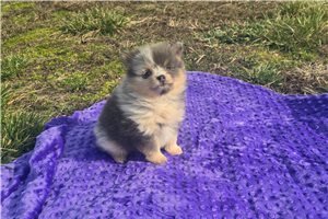 Gabriel - Pomeranian for sale