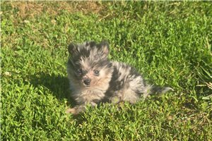 Henri - Pomeranian for sale