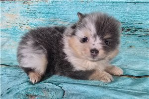 Gabriel - Pomeranian for sale