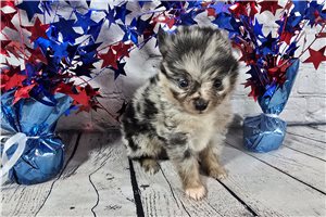 Henri - Pomeranian for sale