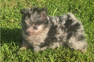 Henri - Pomeranian for sale