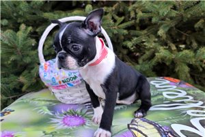 Genevieve - Boston Terrier for sale