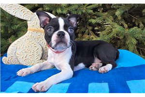Gabriel - Boston Terrier for sale