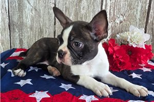 Raynor - Boston Terrier for sale