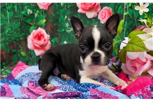 Griffin - puppy for sale