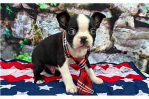 Giovanni - Boston Terrier for sale