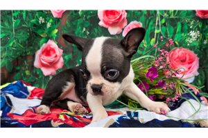 Grace - puppy for sale