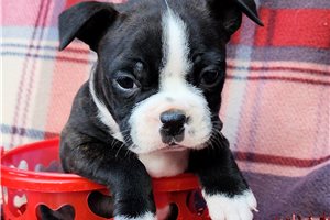 Axel - Boston Terrier for sale