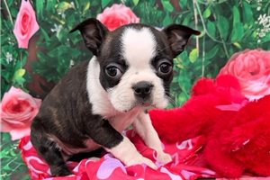 Genesis - Boston Terrier for sale