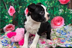 Georgia - Boston Terrier for sale