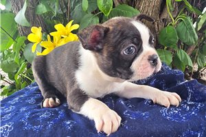 Raynor - puppy for sale