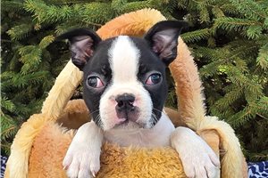 Giovanni - Boston Terrier for sale