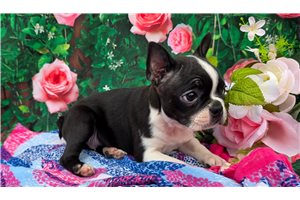 Gianna - puppy for sale