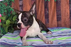 Raynor - Boston Terrier for sale