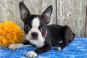 Raymond - Boston Terrier for sale