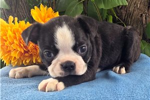 Raymond - Boston Terrier for sale